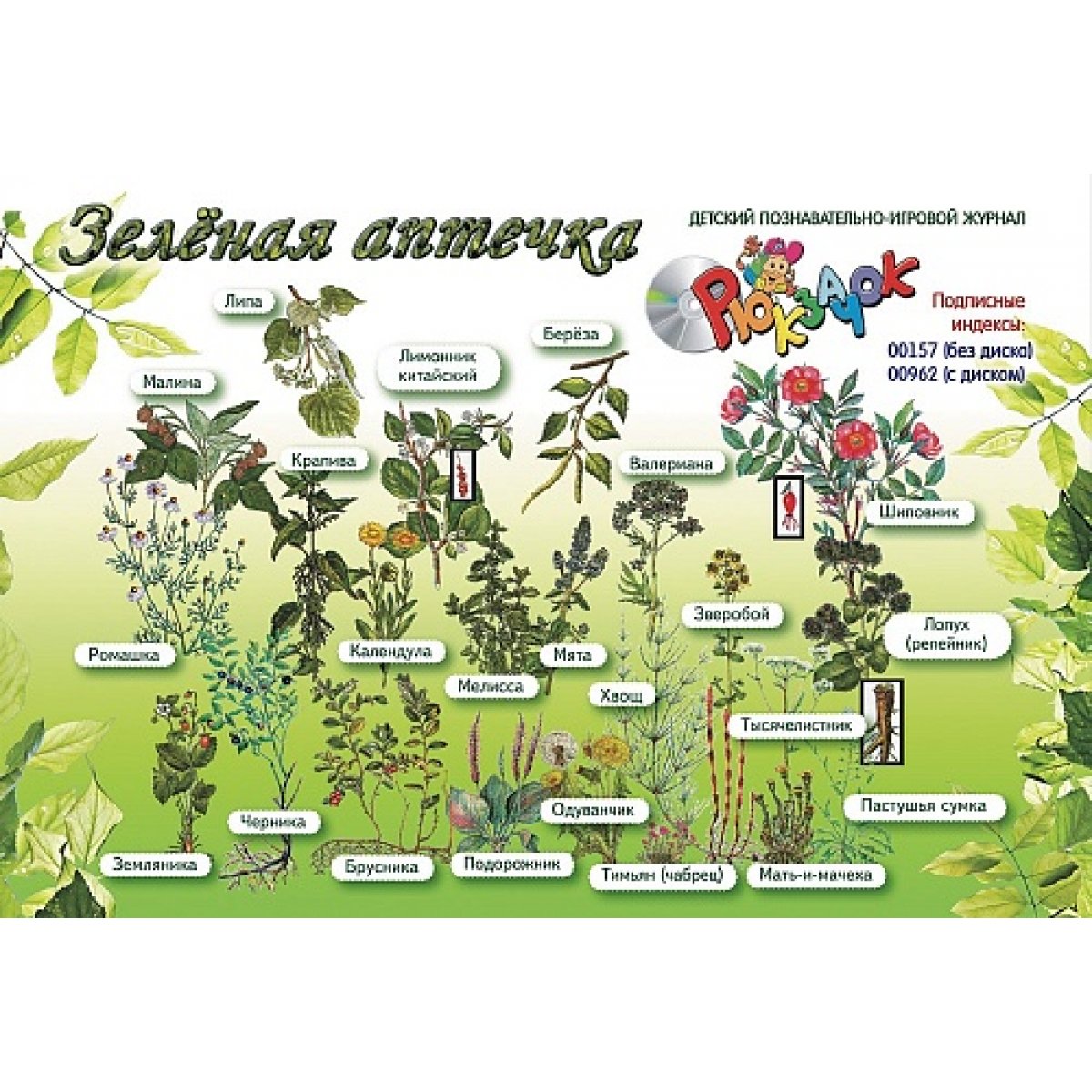 Плакат лекарственные растения для детей