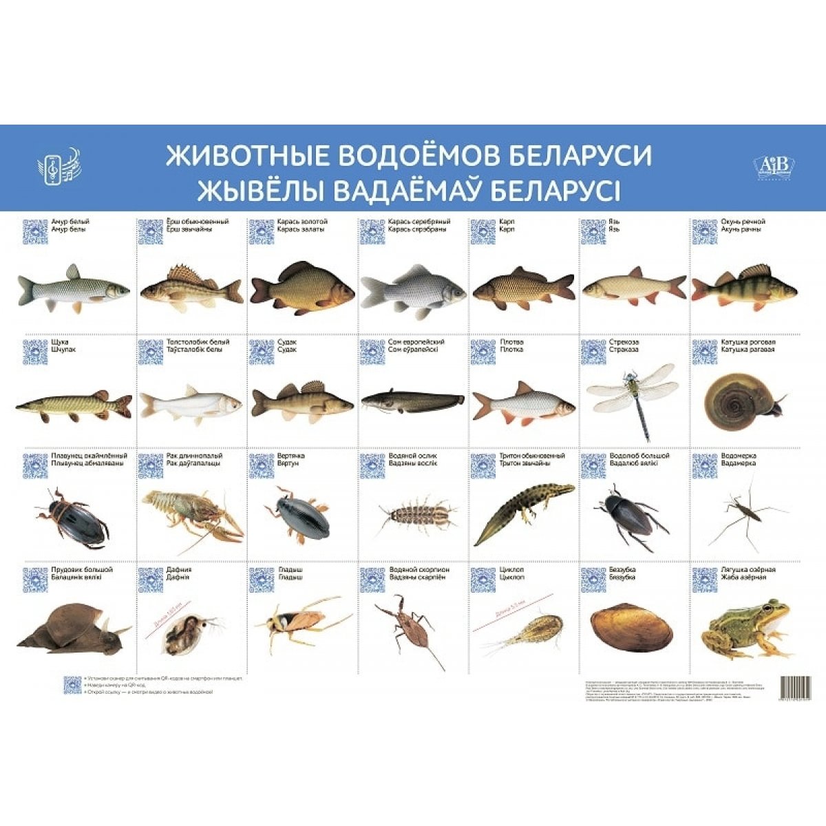 Какая рыба в белоруссии. Обитатели водоемов. Название рыб. Рыбы обитатели водоемов. Животные водоёмов названия.