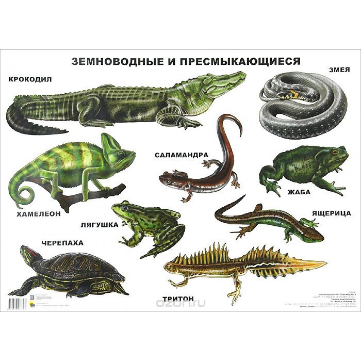 Ящерица Загадка
