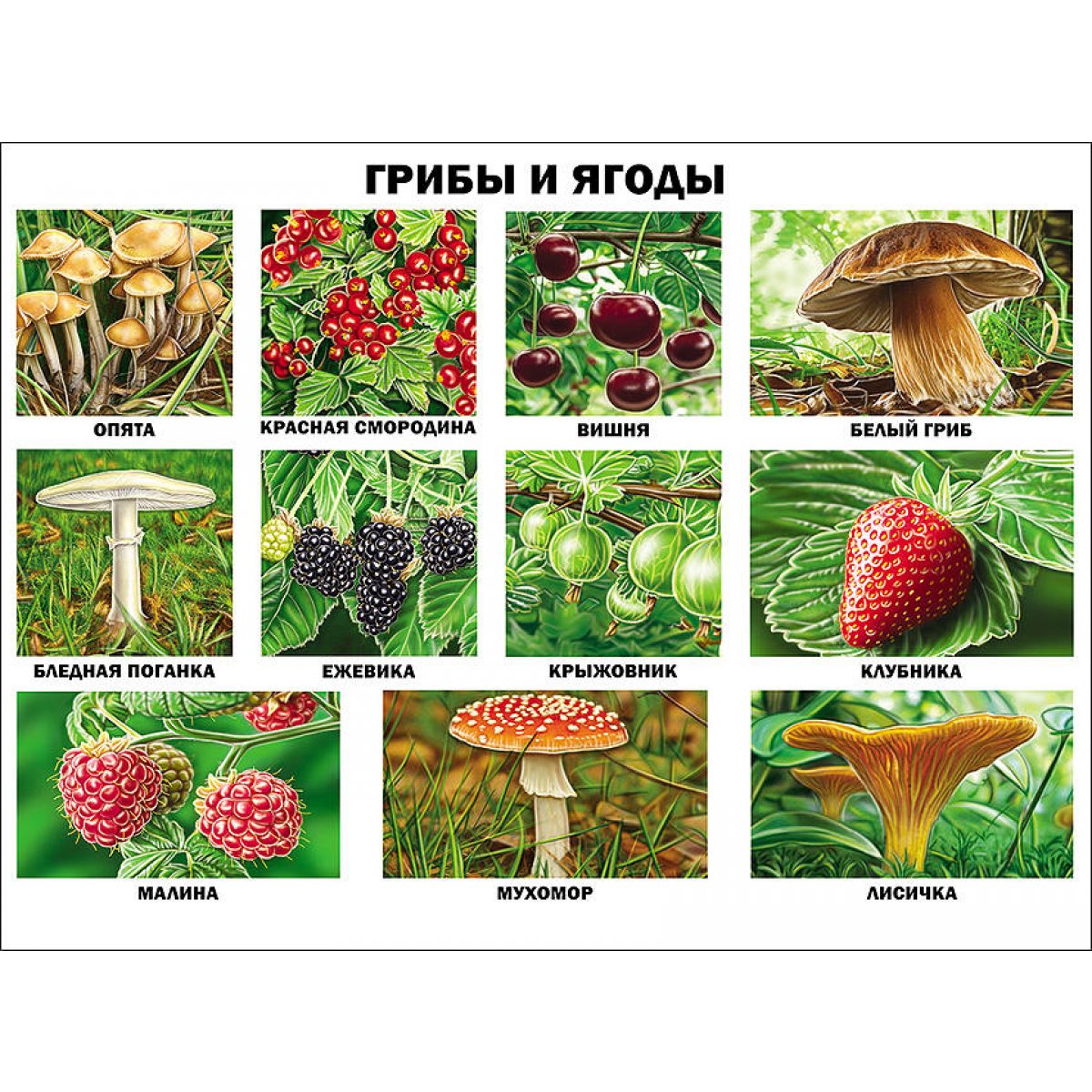 Лесные ягоды и грибы для детского сада
