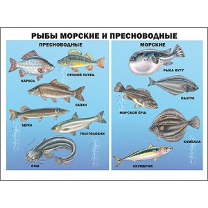 Плакат. Рыбы морские и пресноводные