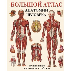 Большой атлас анатомии человека