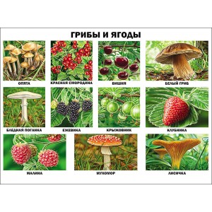 Грибы и ягоды (плакат)