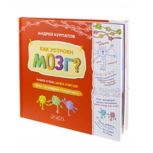 Как устроен мозг?